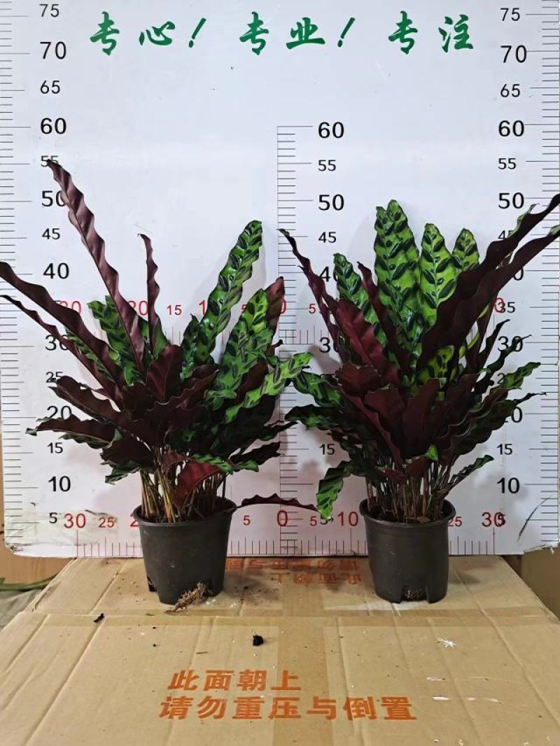 猫眼豹纹竹芋盆栽招财绿植办公室内客厅桌面观叶植物喜阴四季
