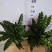 猫眼豹纹竹芋盆栽招财绿植办公室内客厅桌面观叶植物喜阴四季