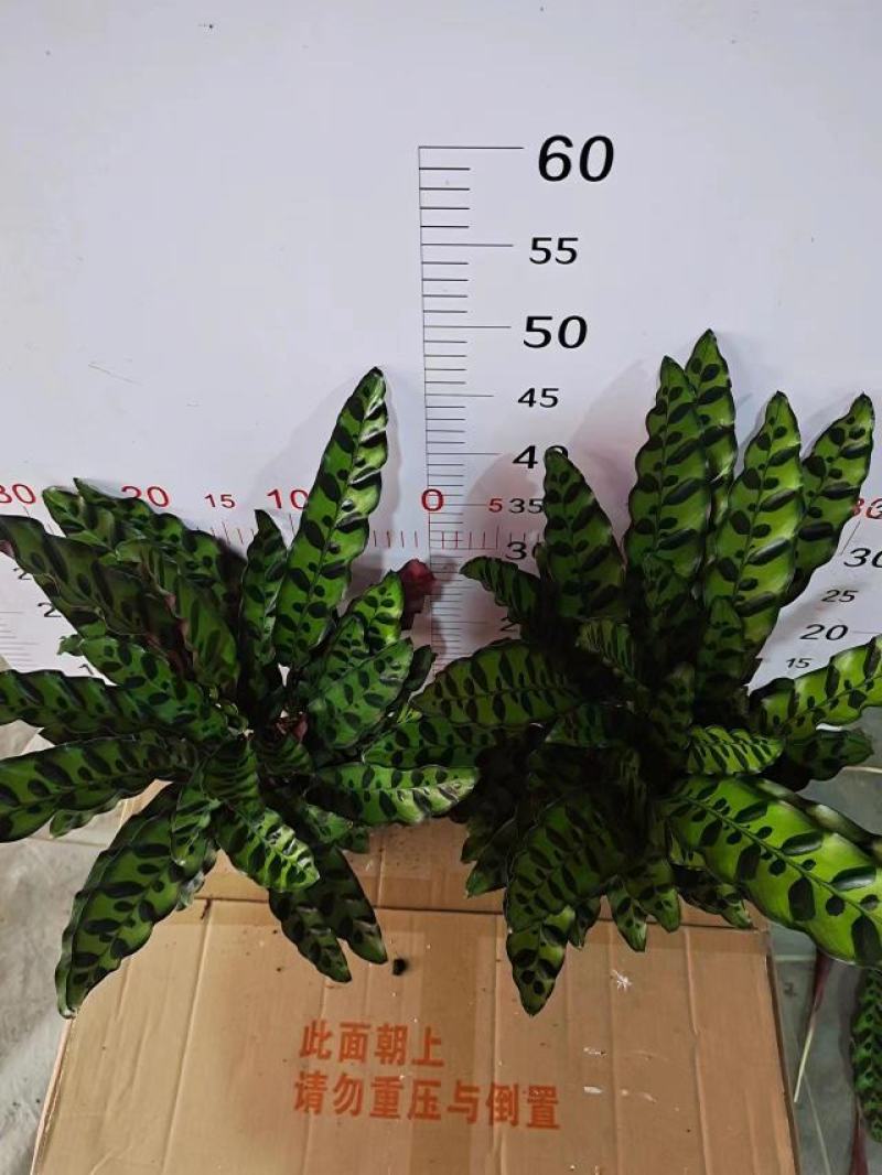 猫眼豹纹竹芋盆栽招财绿植办公室内客厅桌面观叶植物喜阴四季