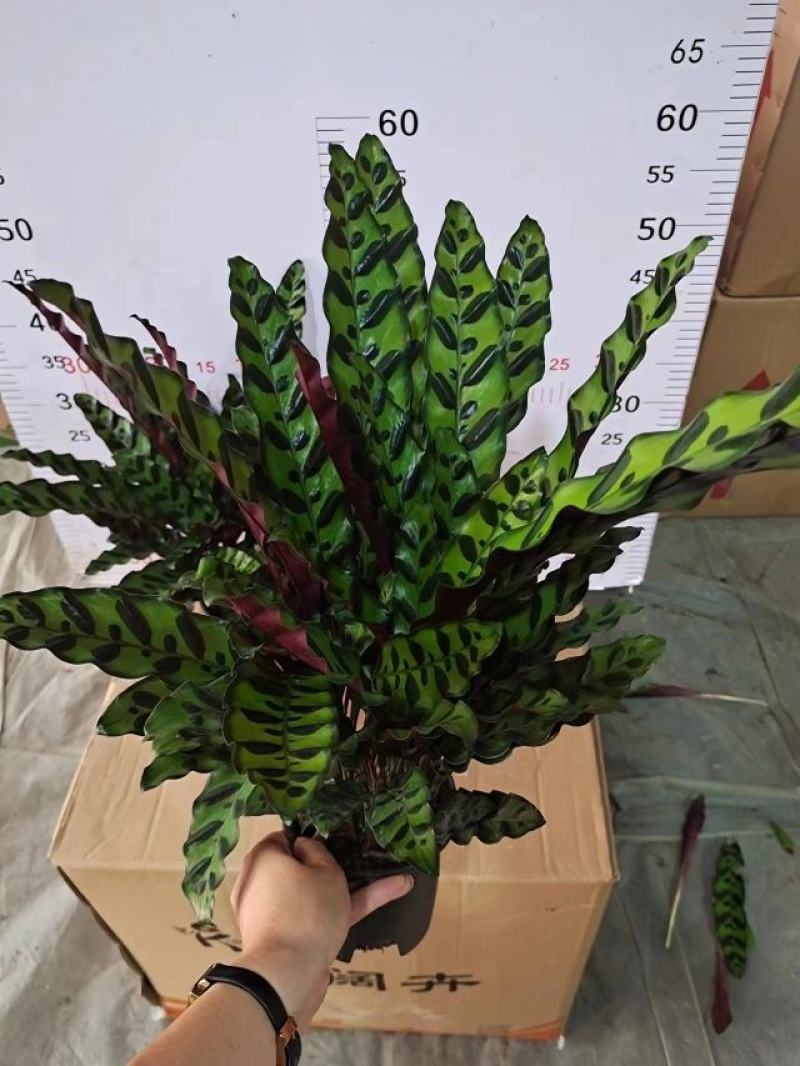 猫眼豹纹竹芋盆栽招财绿植办公室内客厅桌面观叶植物喜阴四季