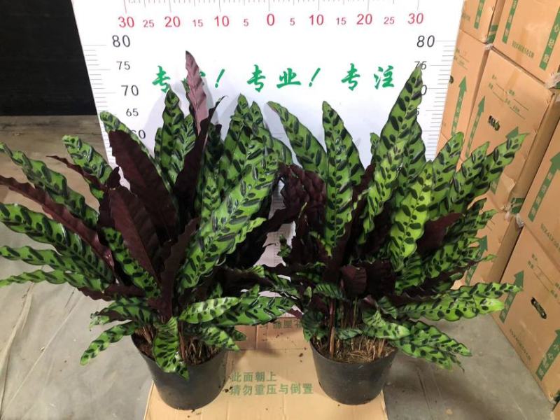 猫眼豹纹竹芋盆栽招财绿植办公室内客厅桌面观叶植物喜阴四季
