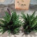 猫眼豹纹竹芋盆栽招财绿植办公室内客厅桌面观叶植物喜阴四季