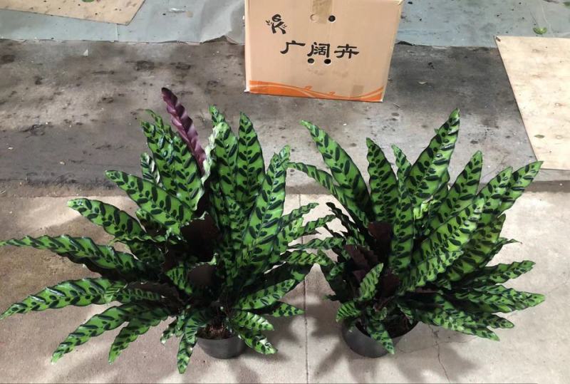 猫眼豹纹竹芋盆栽招财绿植办公室内客厅桌面观叶植物喜阴四季