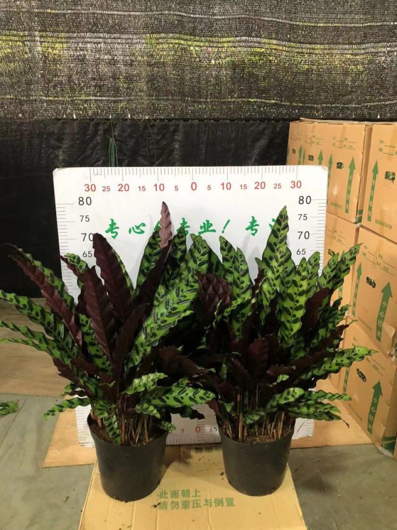 猫眼豹纹竹芋盆栽招财绿植办公室内客厅桌面观叶植物喜阴四季