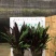猫眼豹纹竹芋盆栽招财绿植办公室内客厅桌面观叶植物喜阴四季