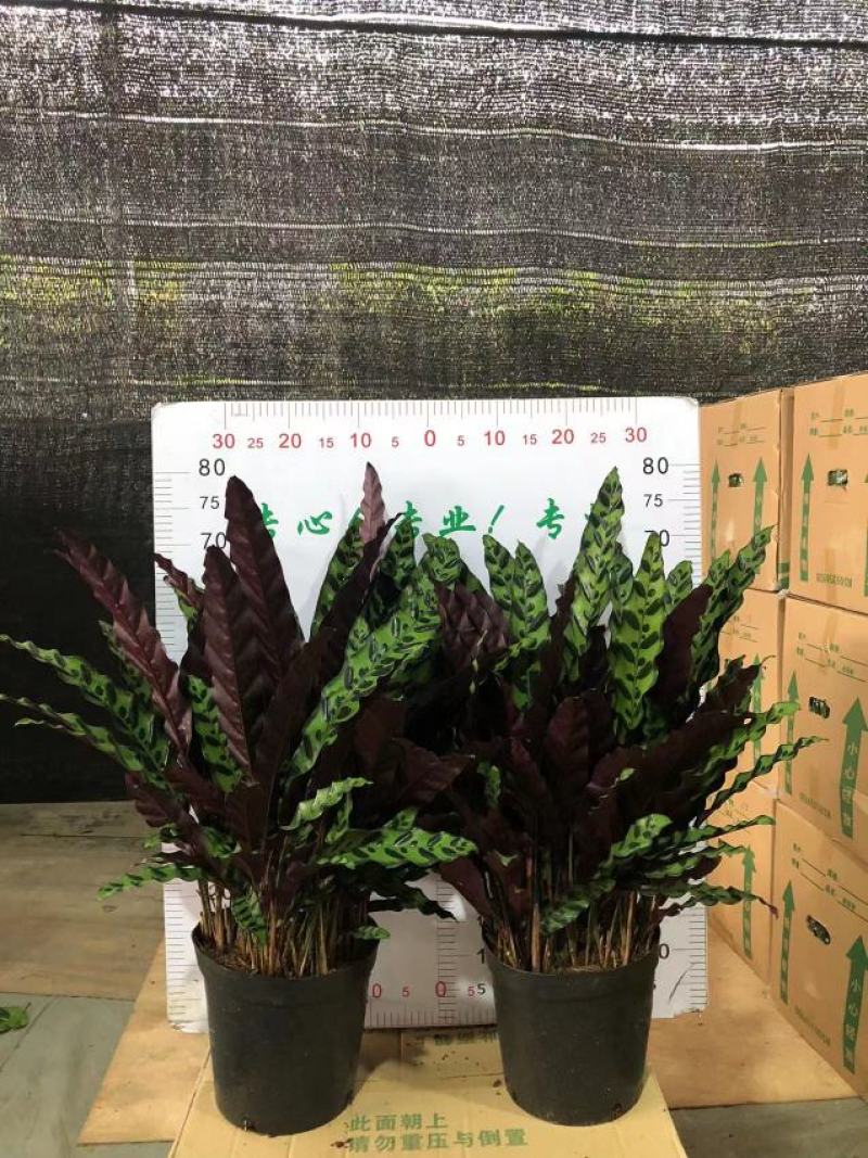 猫眼豹纹竹芋盆栽招财绿植办公室内客厅桌面观叶植物喜阴四季