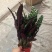 猫眼豹纹竹芋盆栽招财绿植办公室内客厅桌面观叶植物喜阴四季