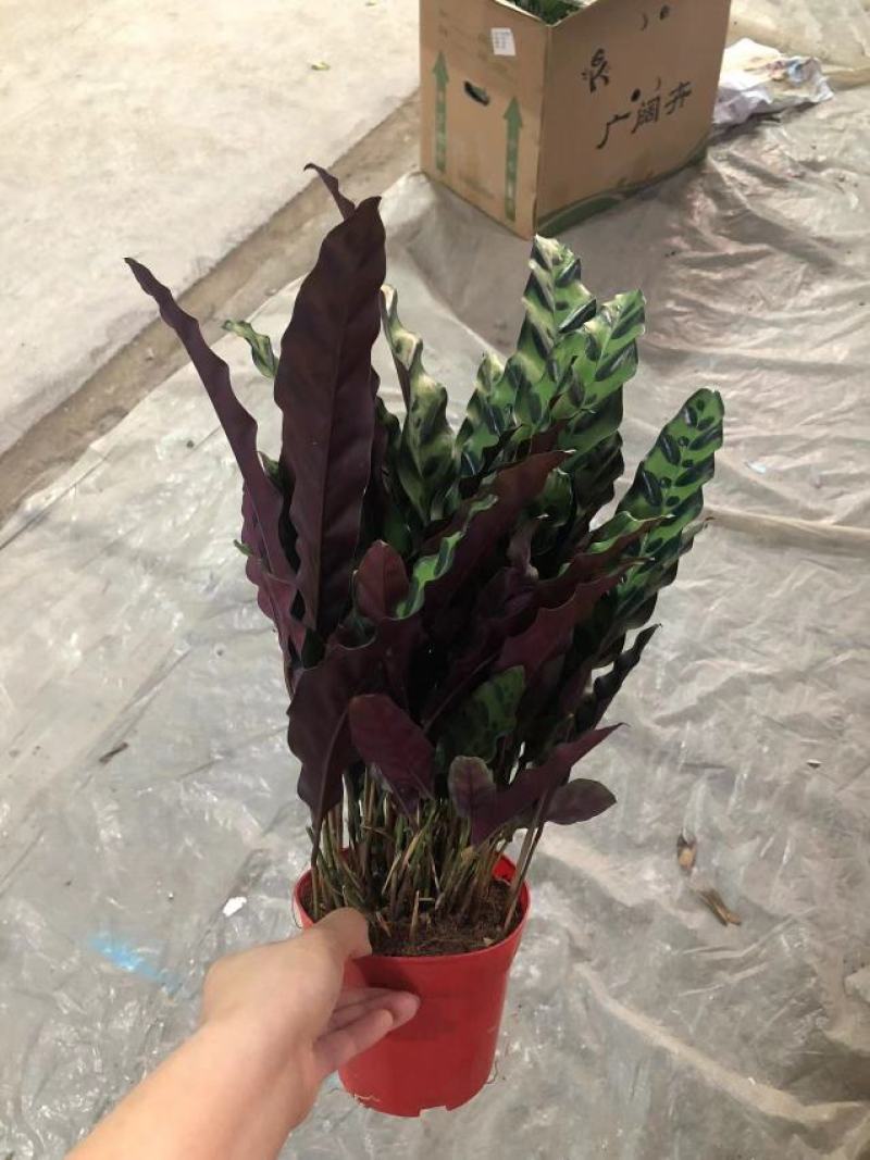 猫眼豹纹竹芋盆栽招财绿植办公室内客厅桌面观叶植物喜阴四季