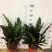 猫眼豹纹竹芋盆栽招财绿植办公室内客厅桌面观叶植物喜阴四季