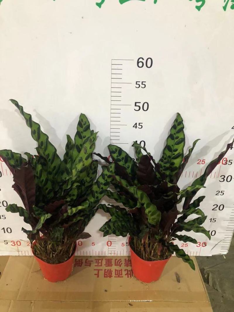 猫眼豹纹竹芋盆栽招财绿植办公室内客厅桌面观叶植物喜阴四季