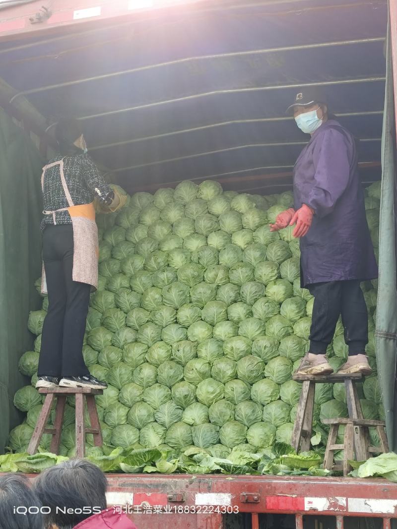 面包甘蓝(松软)中甘，明星系列甘蓝，产地直发。质量保证