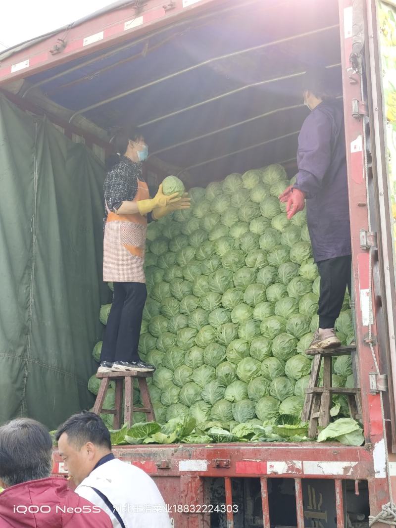 面包甘蓝(松软)中甘，明星系列甘蓝，产地直发。质量保证