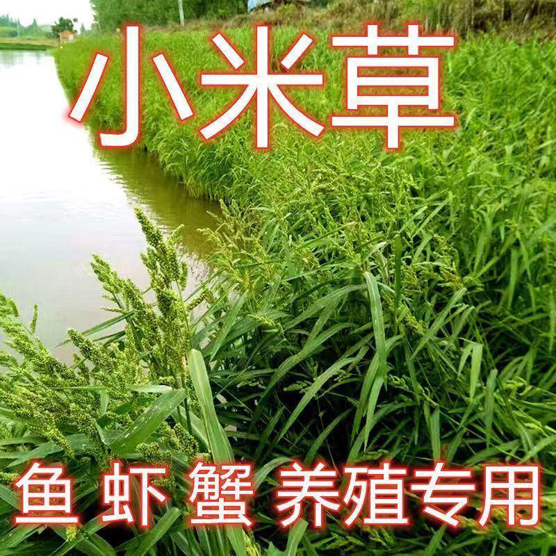 小米草种籽水草喂鱼草植物种子耐高温龙虾养殖专用草四季