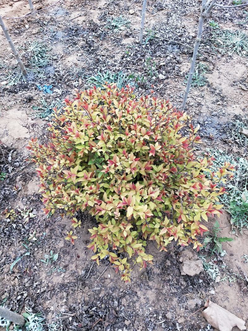 绣线菊