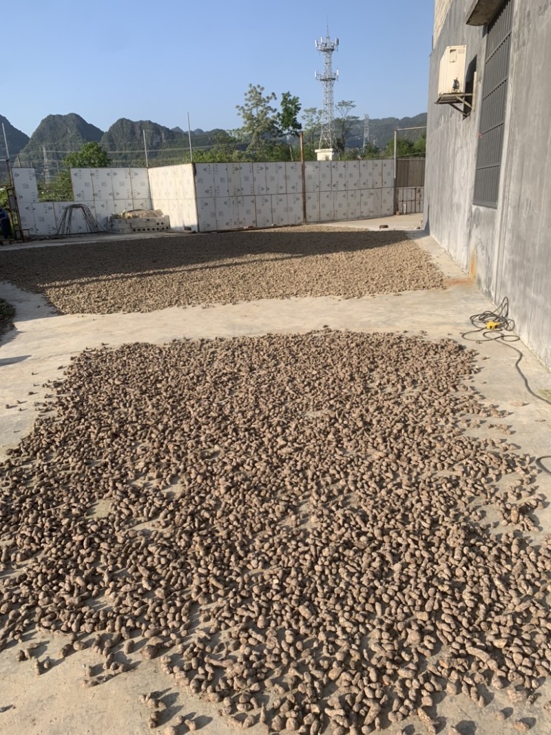 广西三叶青，金线吊葫芦产地直销，鲜货，干货。