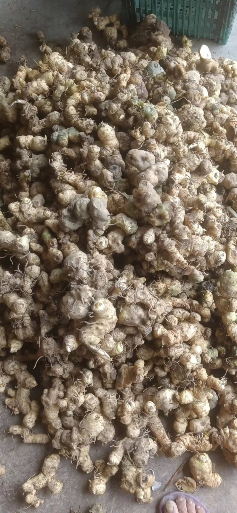 广西野生鸡头黄精，姜形黄精，鲜货，干货量大从优