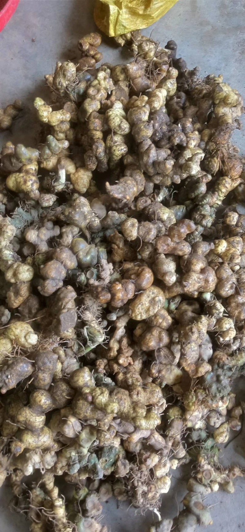 广西野生鸡头黄精，姜形黄精，鲜货，干货量大从优