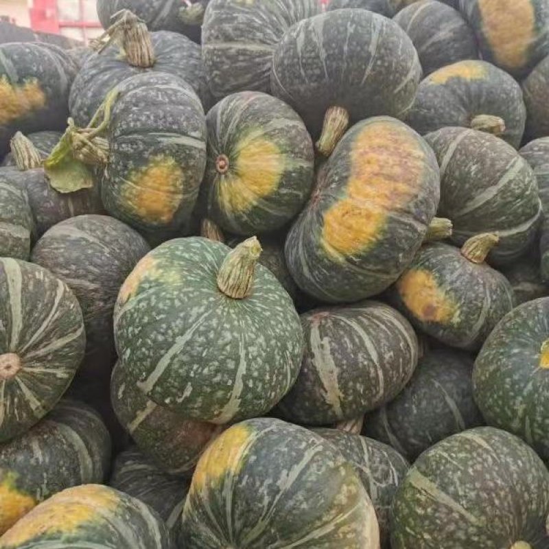 南宁贝贝南瓜密本大量上市
