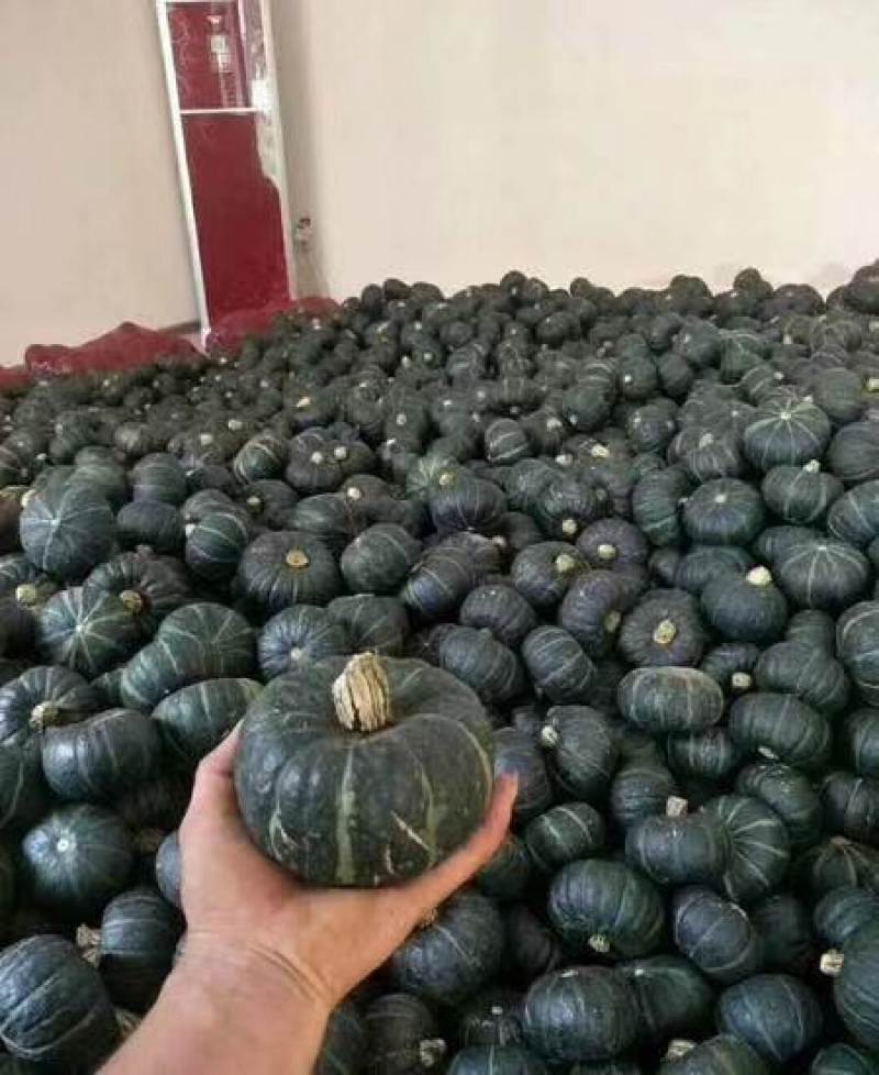 南宁贝贝南瓜密本大量上市