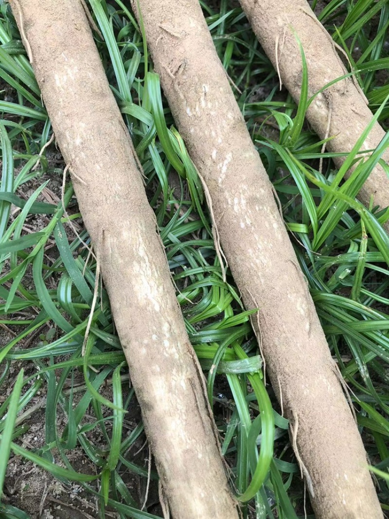 现挖新鲜牛蒡电商市场货都有需要联系常年有货