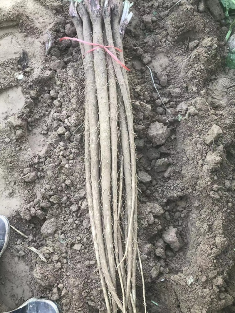 现挖新鲜牛蒡电商市场货都有需要联系常年有货
