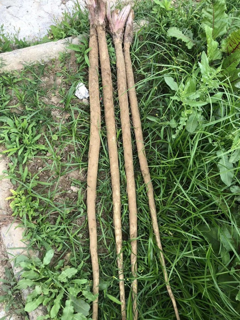 现挖新鲜牛蒡电商市场货都有需要联系常年有货