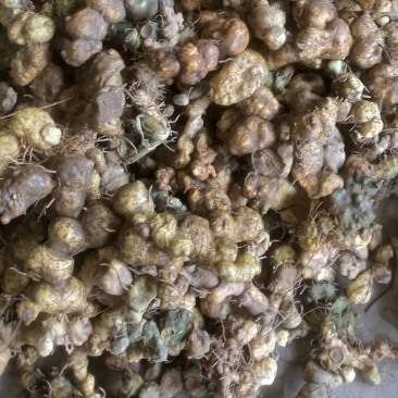 广西野生鸡头黄精，姜形黄精，鲜货，干货量大从优