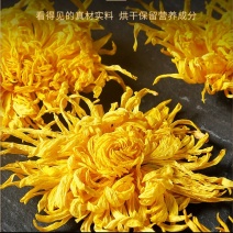 菊花金丝皇菊一个一杯茶泡茶浓郁去火菊花黄菊花中药