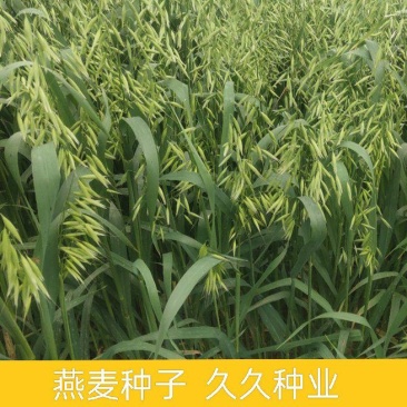 燕麦种子燕麦牧草种籽高产量饲料高营养春秋季种植饲用草牧草
