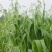 燕麦种子燕麦牧草种籽高产量饲料高营养春秋季种植饲用草牧草