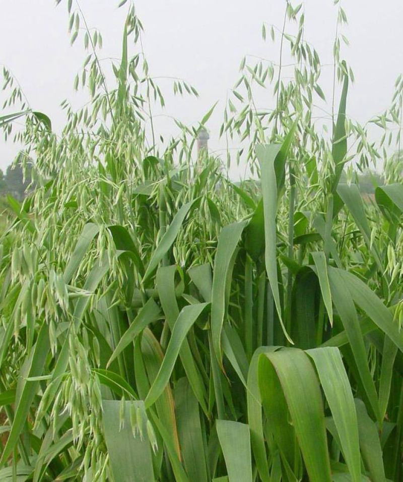 燕麦种子燕麦牧草种籽高产量饲料高营养春秋季种植饲用草牧草