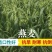 燕麦种子燕麦牧草种籽高产量饲料高营养春秋季种植饲用草牧草