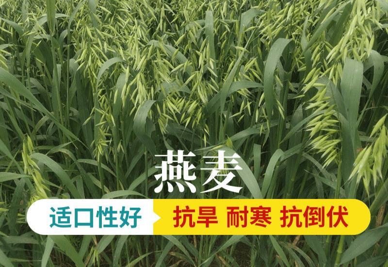 燕麦种子燕麦牧草种籽高产量饲料高营养春秋季种植饲用草牧草