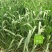燕麦种子燕麦牧草种籽高产量饲料高营养春秋季种植饲用草牧草