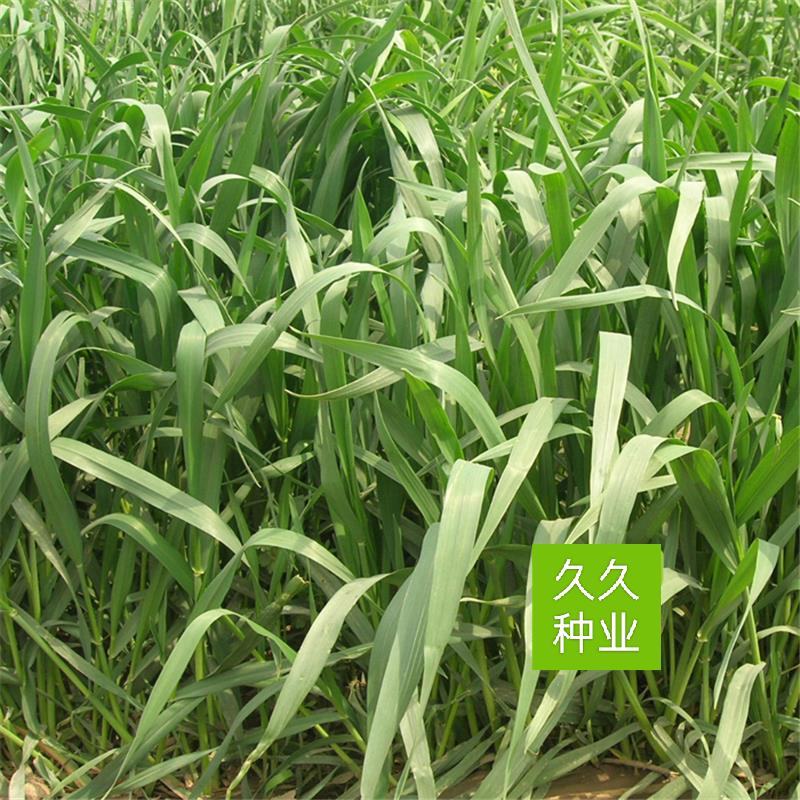 燕麦种子燕麦牧草种籽高产量饲料高营养春秋季种植饲用草牧草