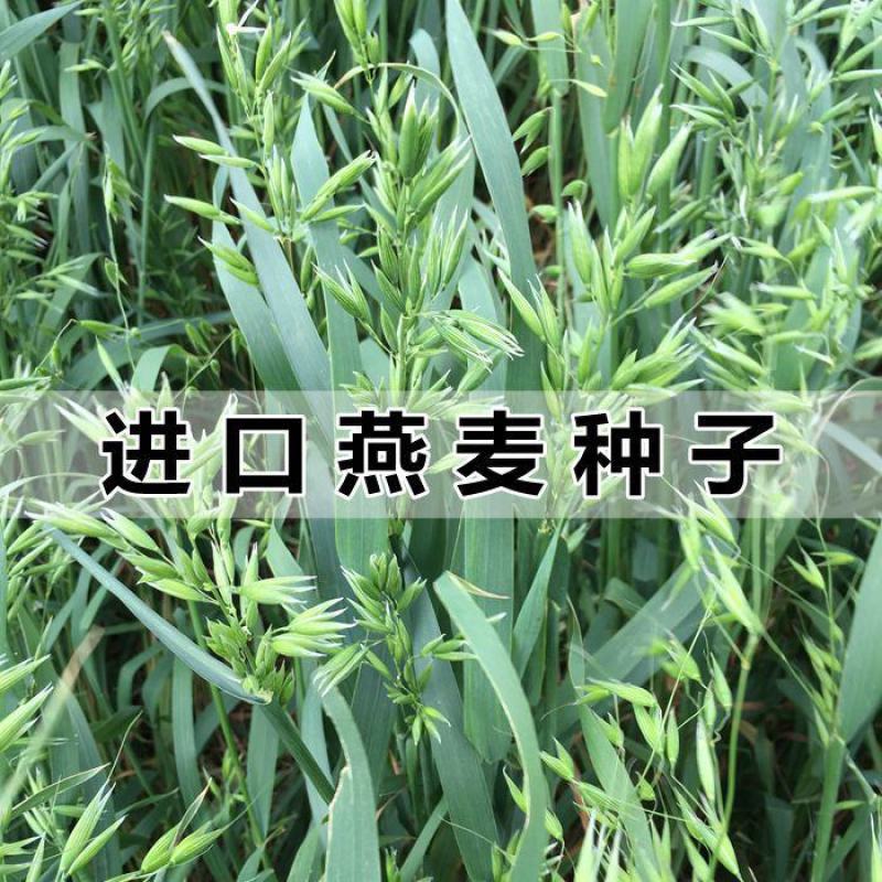 燕麦种子燕麦牧草种籽高产量饲料高营养春秋季种植饲用草牧草