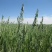 燕麦种子燕麦牧草种籽高产量饲料高营养春秋季种植饲用草牧草
