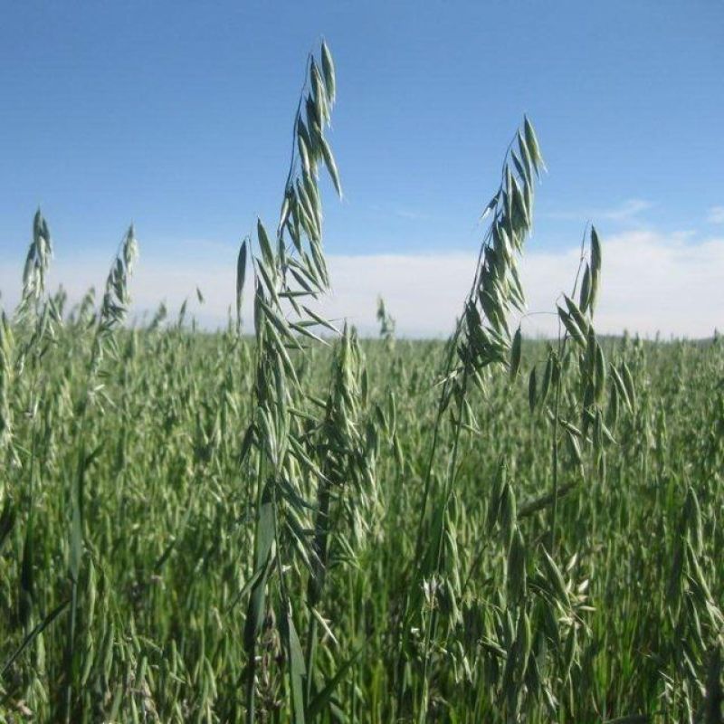 燕麦种子燕麦牧草种籽高产量饲料高营养春秋季种植饲用草牧草