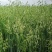 燕麦种子燕麦牧草种籽高产量饲料高营养春秋季种植饲用草牧草