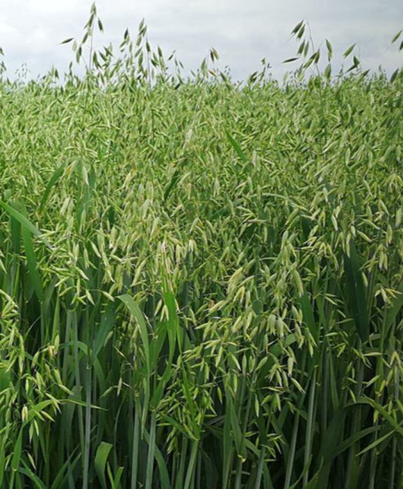 燕麦种子燕麦牧草种籽高产量饲料高营养春秋季种植饲用草牧草