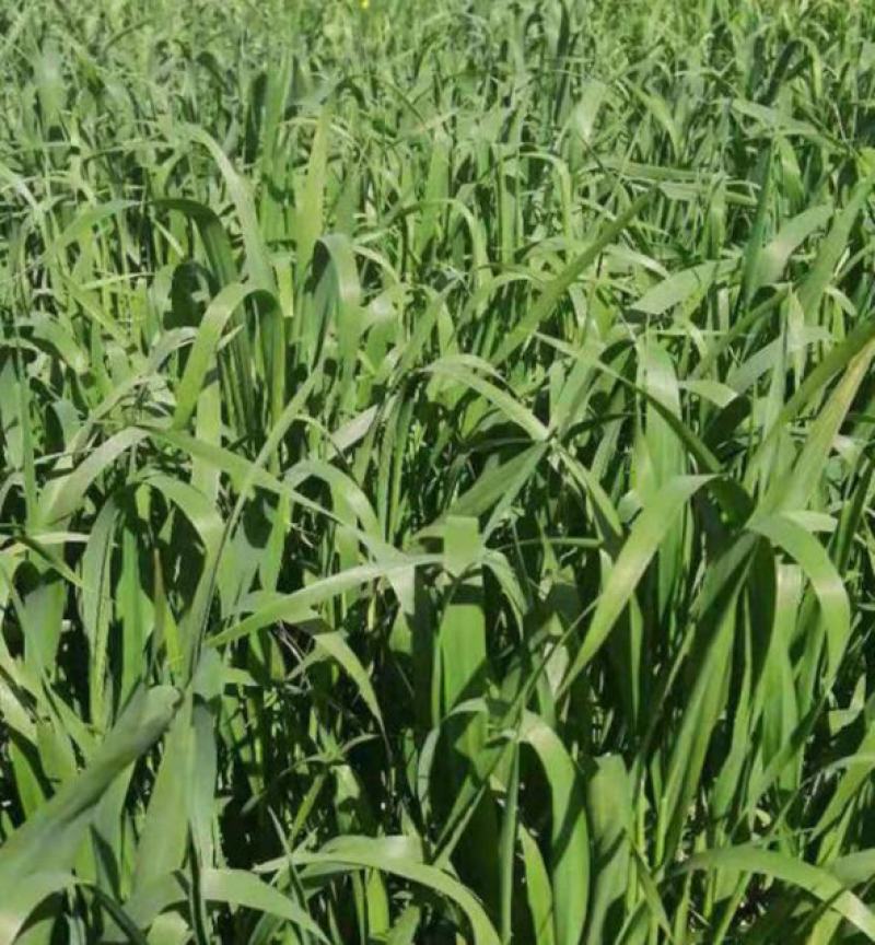 燕麦种子燕麦牧草种籽高产量饲料高营养春秋季种植饲用草牧草