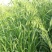 燕麦种子燕麦牧草种籽高产量饲料高营养春秋季种植饲用草牧草