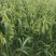 燕麦种子燕麦牧草种籽高产量饲料高营养春秋季种植饲用草牧草