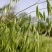 燕麦种子燕麦牧草种籽高产量饲料高营养春秋季种植饲用草牧草
