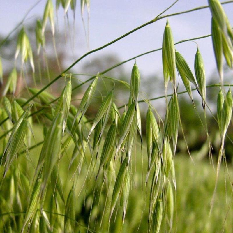 燕麦种子燕麦牧草种籽高产量饲料高营养春秋季种植饲用草牧草
