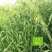 燕麦种子燕麦牧草种籽高产量饲料高营养春秋季种植饲用草牧草