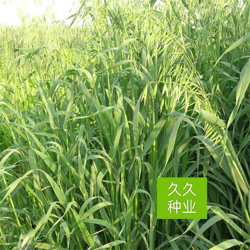 燕麦种子燕麦牧草种籽高产量饲料高营养春秋季种植饲用草牧草