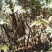 云南透骨香、滇白株、满山香、缬草，叶片可入药可做香料
