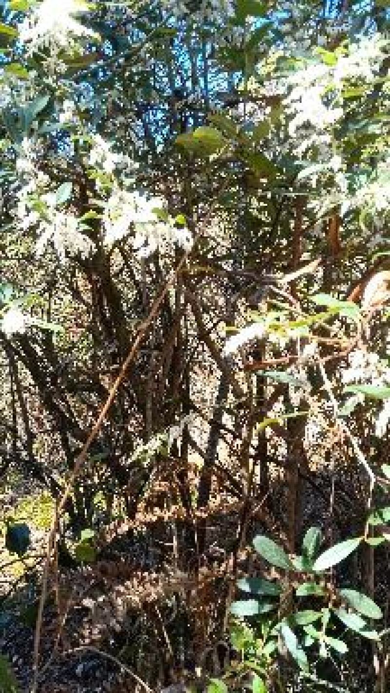 云南透骨香、滇白株、满山香、缬草，叶片可入药可做香料