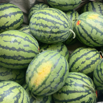 广西地区花麒麟西瓜8斤打底8成熟1茬，诚信，随行